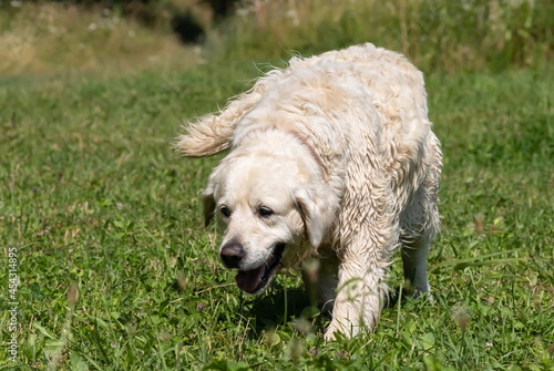 big white dog on a background of grass