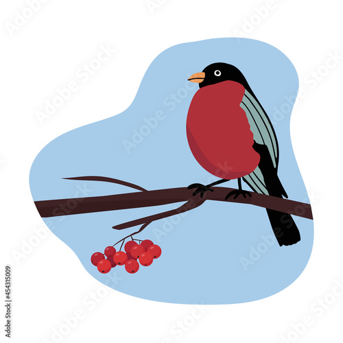 A bullfinch bird sitting on a tree branch. Red rowan berries. vector flat illustration