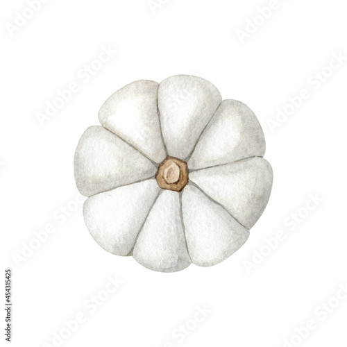 White ripe pumpkin watercolor illustration isolated on white background. Top view hand drawn clipart. Autumnal symbol  Thanksgiving Day and Halloween concept.