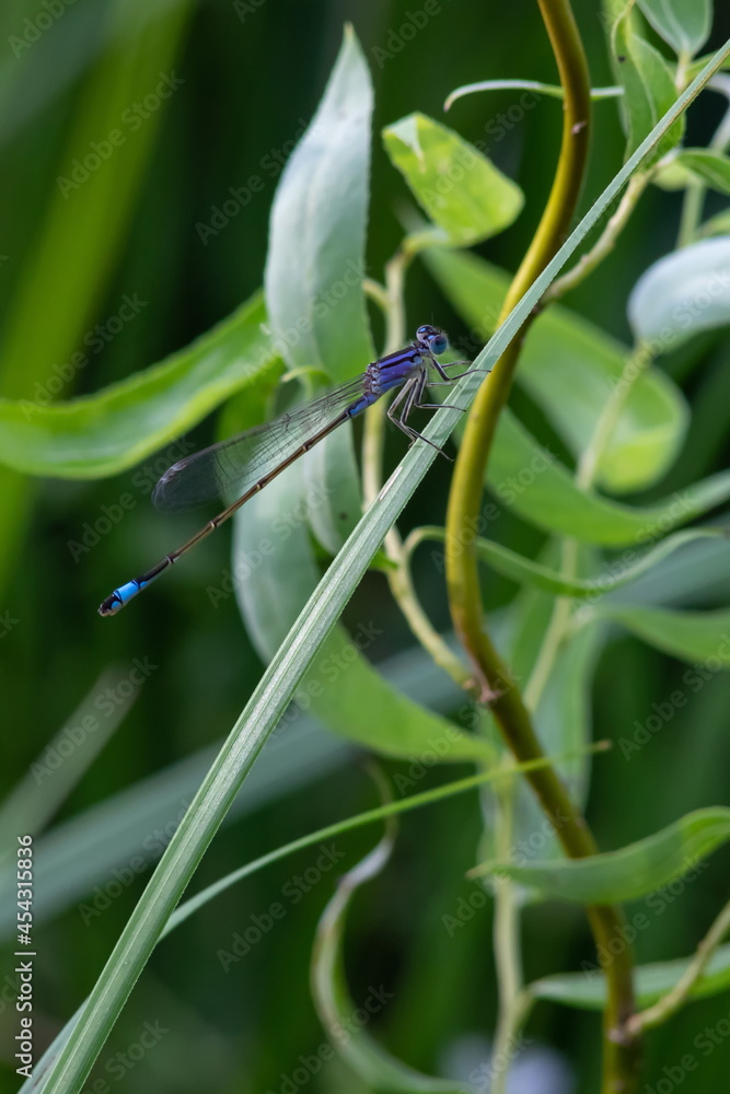 dragonfly on a plant close up sits on a green dragonfly on a plant close up sits on a green