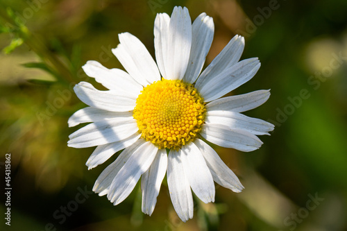 Field of camomiles at sunny day at nature. Camomile daisy flowers  field flowers  chamomile flowers  spring day