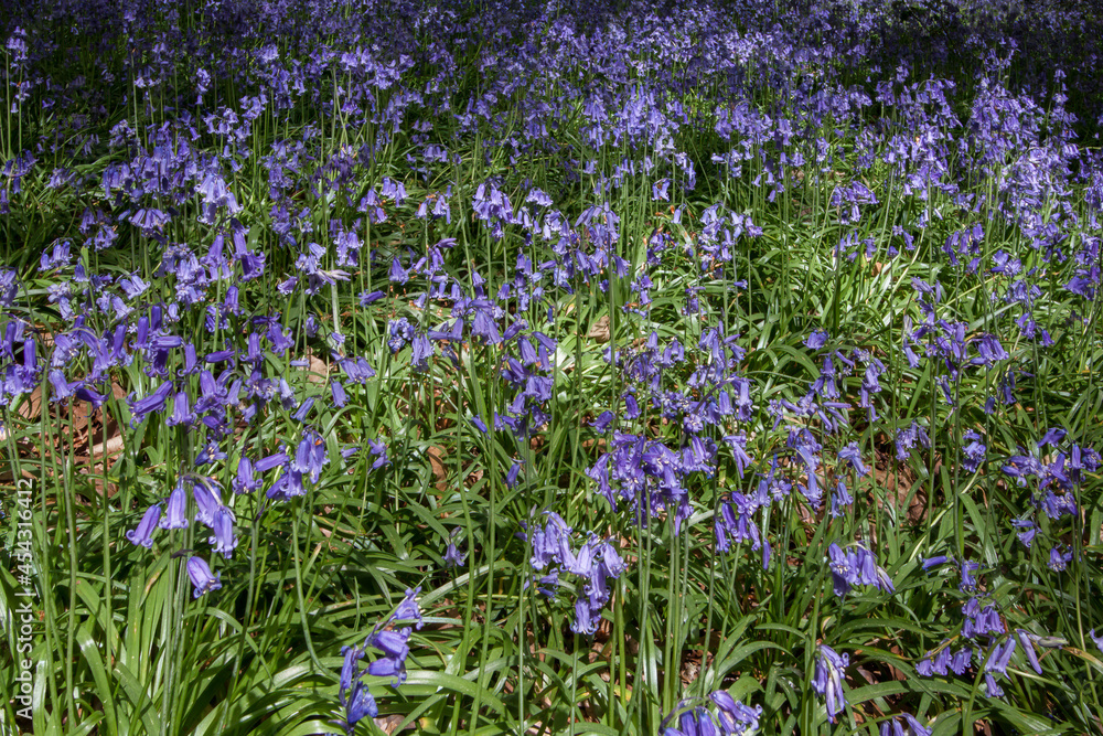 Bluebells in Staffhurst Woods near Oxted Surrey Bluebells in Staffhurst Woods near Oxted Surrey