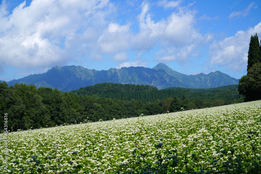 戸隠高原のそば畑