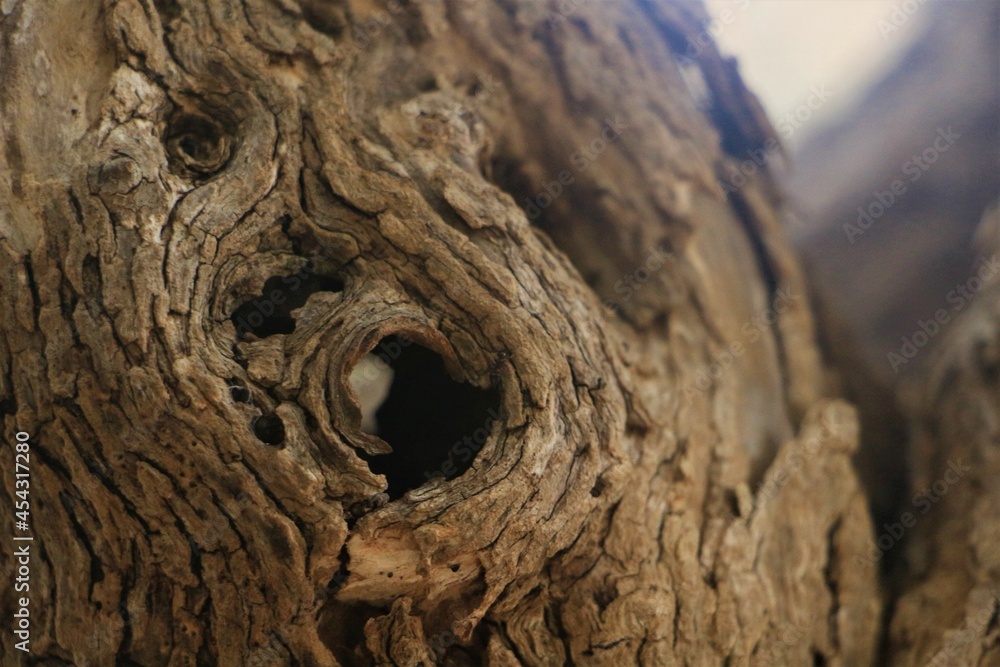 Macro tree bark with cracks and a hole in the middle and blurred background, Crete Greece Macro tree bark with cracks and a hole in the middle and blurred background, Crete Greece