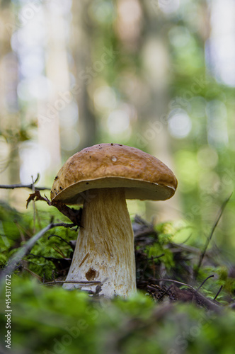 Large beautiful white mushroom boletus with beautiful texture of leg growing in fallen leaves, moss and a twigs in a light autumn Latvian forest