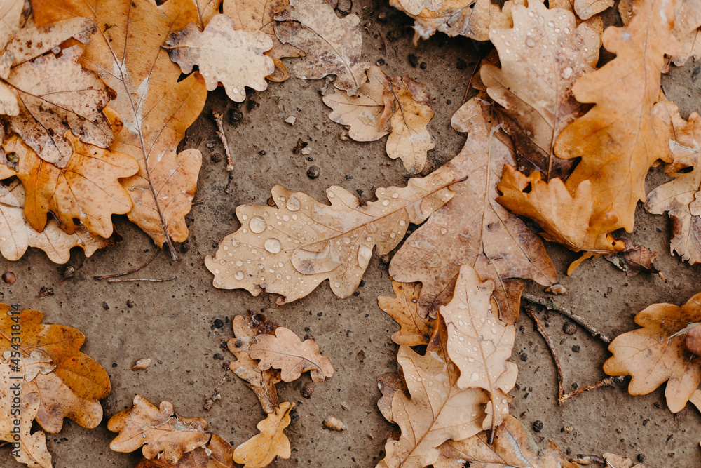 Close-up fallen oak leaves with dew. Autumn oak leaves. Water drops on fall oak leaves closeup. Dry Autumn Oak Leaf Covered by Water Drops of Rain on Ground in park. Close-up fallen oak leaves with dew. Autumn oak leaves. Water drops on fall oak leaves closeup. Dry Autumn Oak Leaf Covered by Water Drops of Rain on Ground in park.