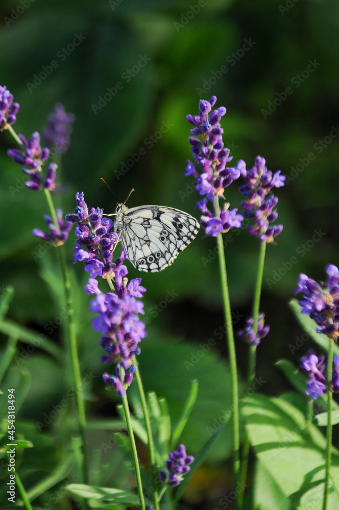 Close up on a bright butterfly on lavender flowers against a green background in the garden Close up on a bright butterfly on lavender flowers against a green background in the garden