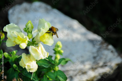 Close up on a bumblebee pollinating flowers in the garden