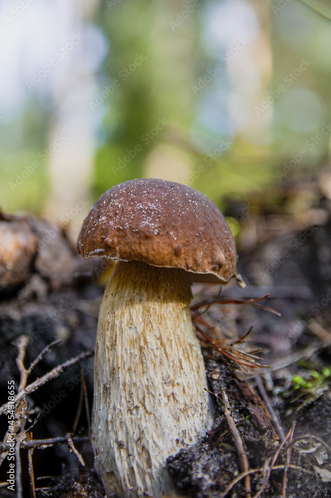 Small beautiful white mushroom boletus with beautiful texture growing in fallen twigs in a light autumn Latvian forest Small beautiful white mushroom boletus with beautiful texture growing in fallen twigs in a light autumn Latvian forest