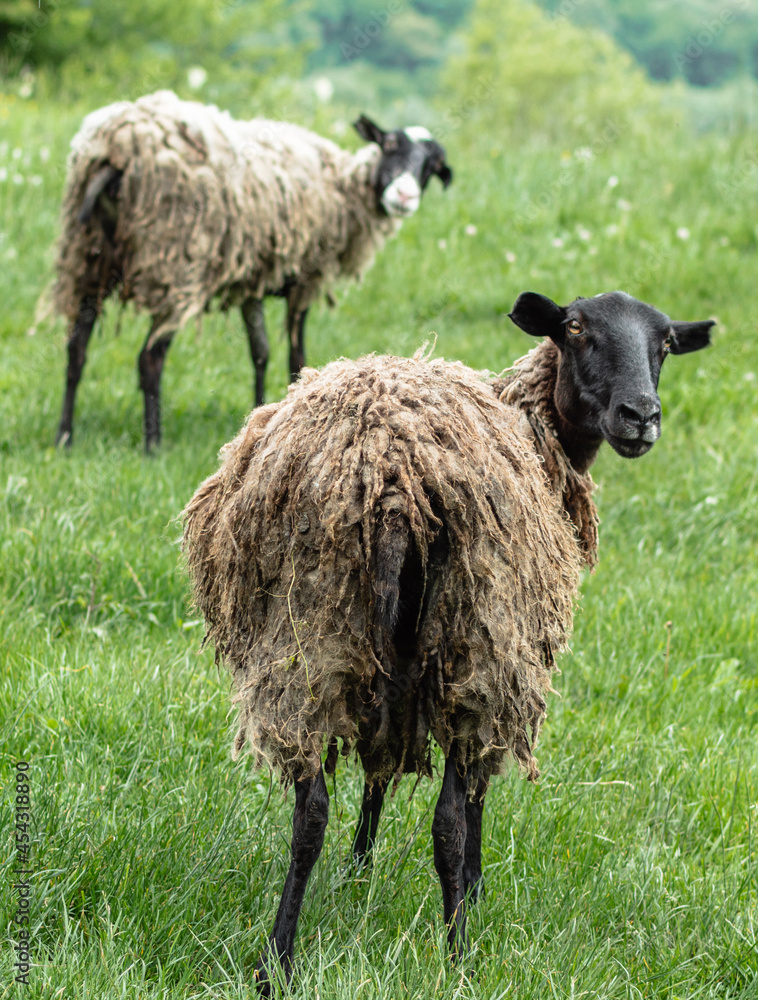 A black sheep with muddy hair stands with its back to the camera and looks into it. In the background is green grass and another sheep. The concept of animal husbandry. A black sheep with muddy hair stands with its back to the camera and looks into it. In the background is green grass and another sheep. The concept of animal husbandry.