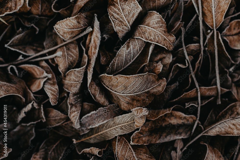 Texture of leaves covered with snow and ice on a winter day Texture of leaves covered with snow and ice on a winter day