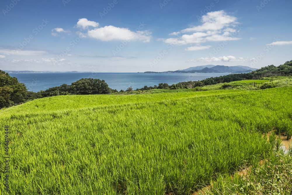 Dramatic Landscape of Rice Terraces in Teshima Island in Kagawa Prefecture in Japan in Summer, Travel or Agriculture Background, Food Industry