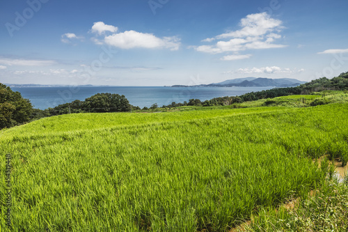 Dramatic Landscape of Rice Terraces in Teshima Island in Kagawa Prefecture in Japan in Summer, Travel or Agriculture Background, Food Industry © Akio Mic