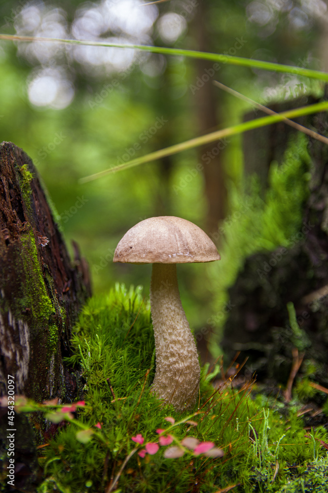 Young gray birch bolete mushroom growing in different amazing species of moss between two stumps in a light autumn Latvian forest Young gray birch bolete mushroom growing in different amazing species of moss between two stumps in a light autumn Latvian forest