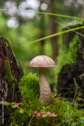 Young gray birch bolete mushroom growing in different amazing species of moss between two stumps in a light autumn Latvian forest 