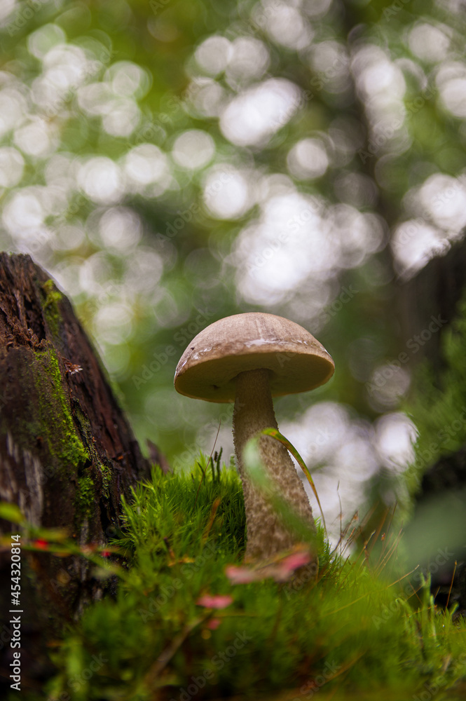Fototapeta premium Young gray birch bolete mushroom growing in different amazing species of moss between two stumps in a light autumn Latvian forest 