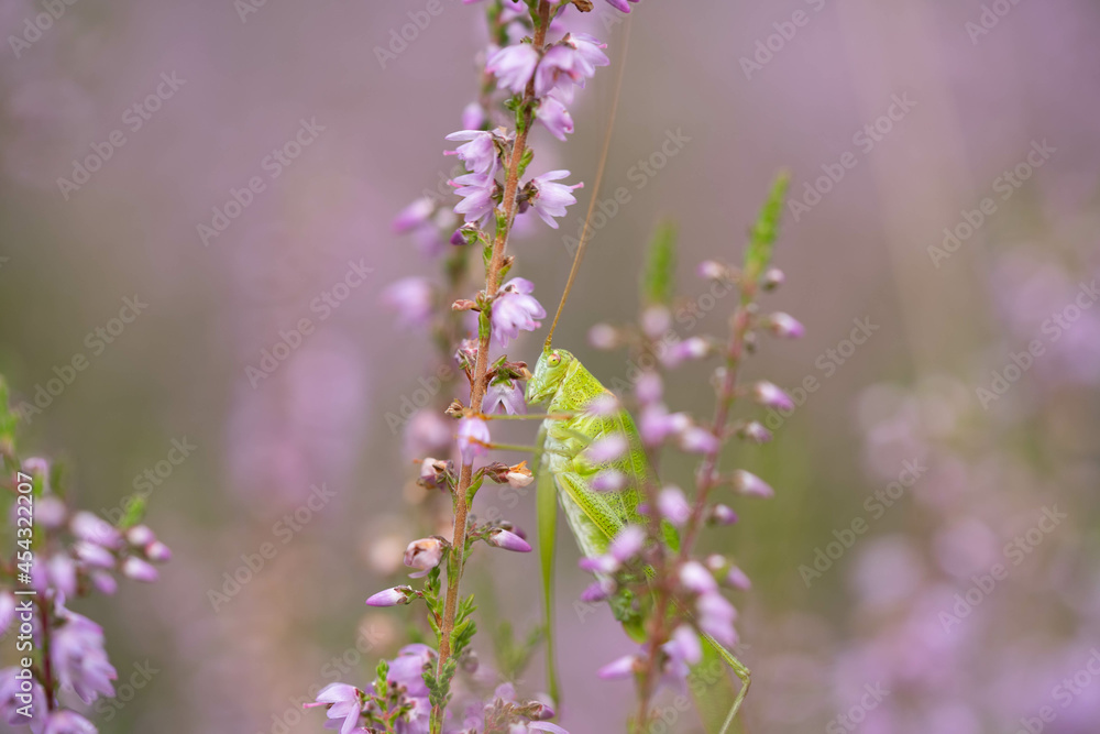 bright grasshopper on beautiful heather flowers, incredible wildlife bright grasshopper on beautiful heather flowers, incredible wildlife