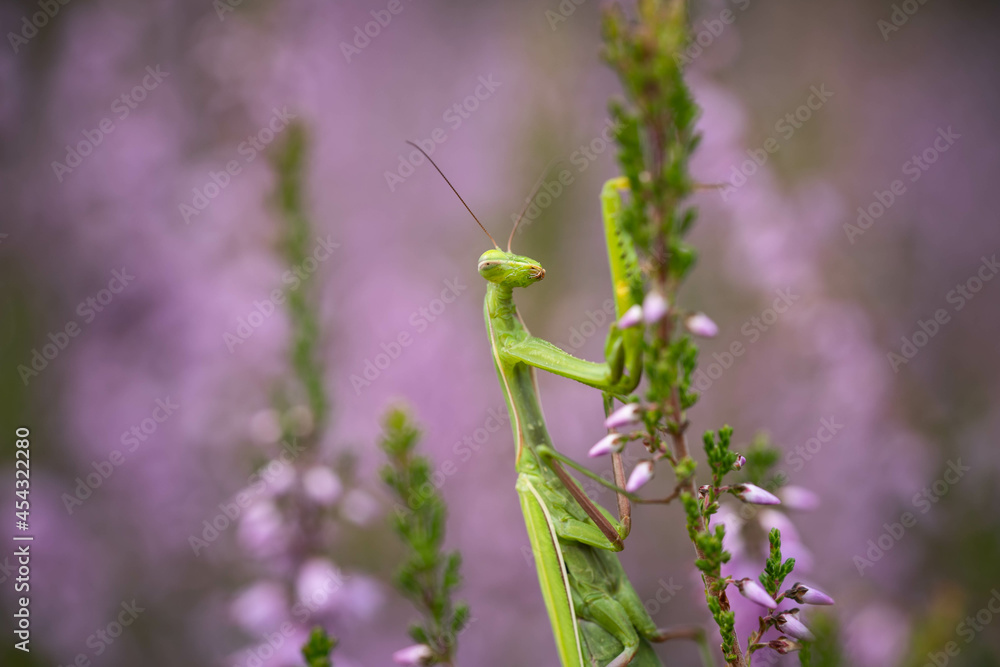 mantis lurking on heather flowers disguised as greenery mantis lurking on heather flowers disguised as greenery