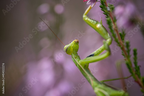 mantis lurking on heather flowers disguised as greenery © Olexandr