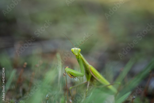 mantis lurking among the grass, incredible wildlife