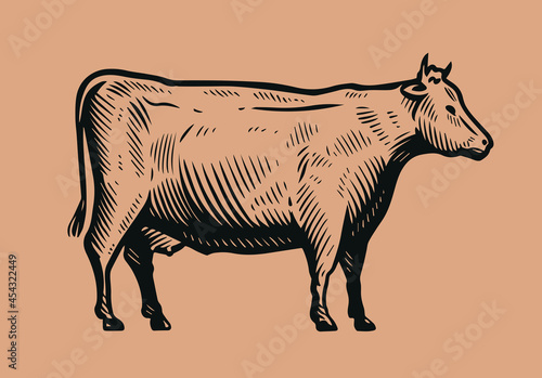 Hand drawn cow in vintage engraving style. Beef, dairy products concept