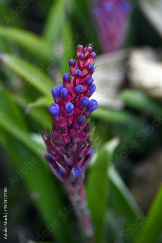 Purple Puya venusta on a blurred background photo