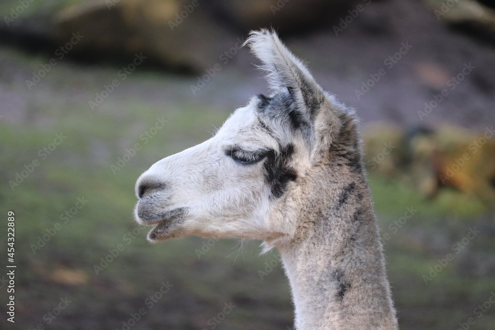Obraz premium close up of a alpaca