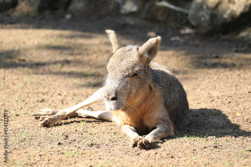 Quadro em tela kangaroo in the zoo