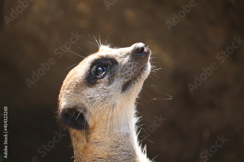 close up of a meerkat looking up © Jurgen