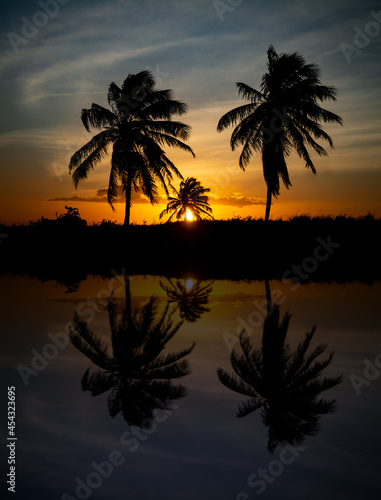 Silhouette of a group of palm trees during sunset. Reflection of silhouettes.