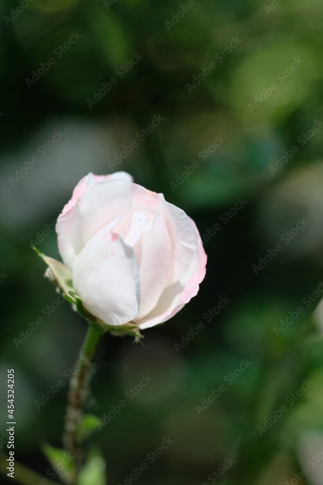 FU 2020-06-06 WeiAlong 543 Weiße Blüte einer Rose