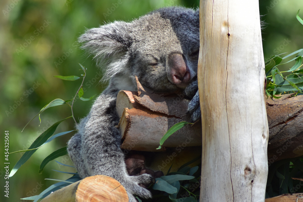 Obraz premium Siesta del Koala