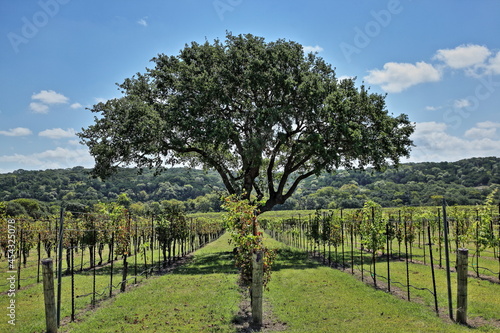 Photography Driftwood Vineyard