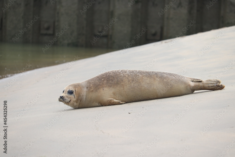 Naklejka premium seal on the beach