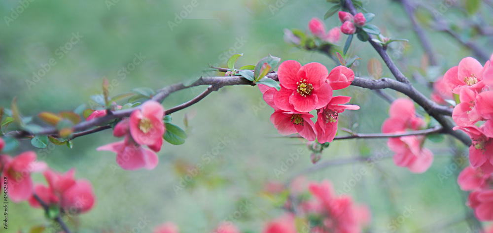 Fototapeta premium Beautiful delicate spring pink flower on branch.