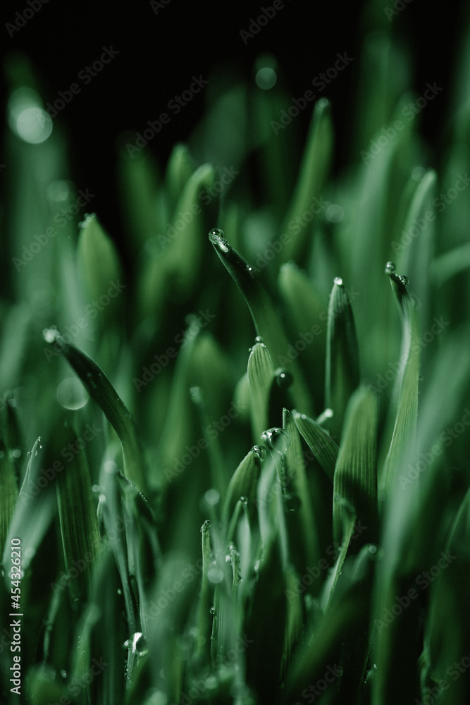green grass with drop