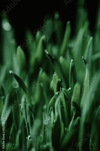 Obraz na płótnie green grass with drop w salonie