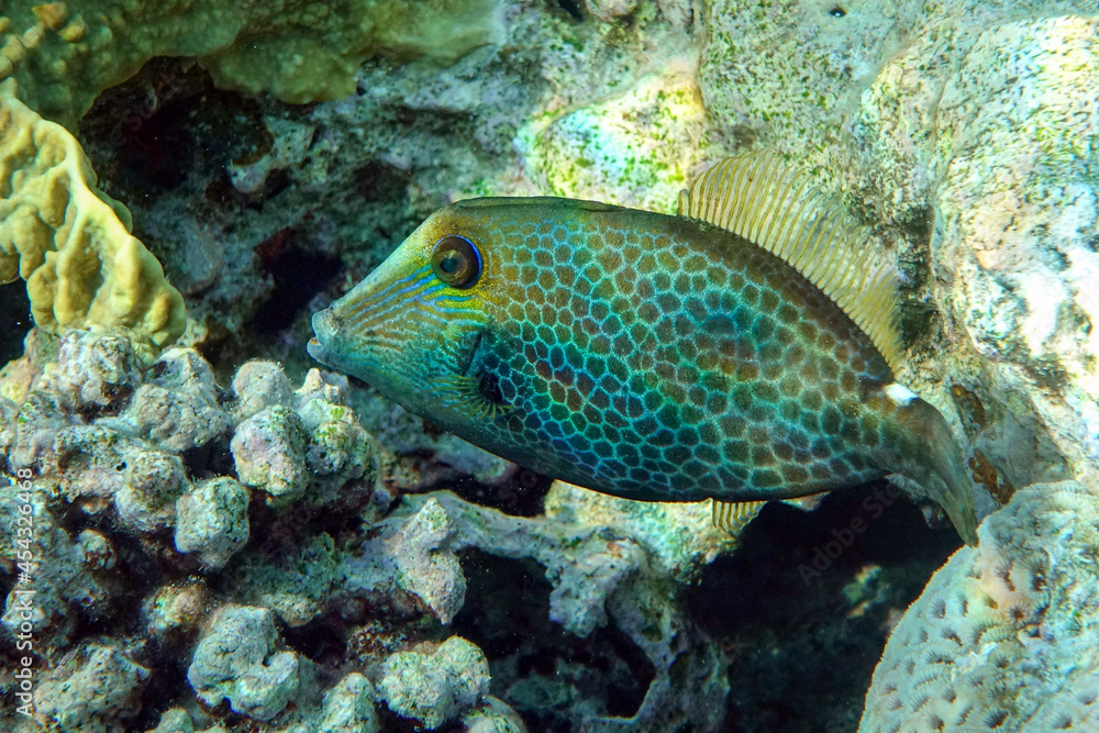 Honeycomb Filefish Cantherhines Pardalis ,Red sea Honeycomb Filefish Cantherhines Pardalis ,Red sea