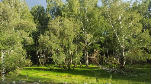 Fototapeta Naklejka Na Ścianę i Meble -  Green glade by the forest