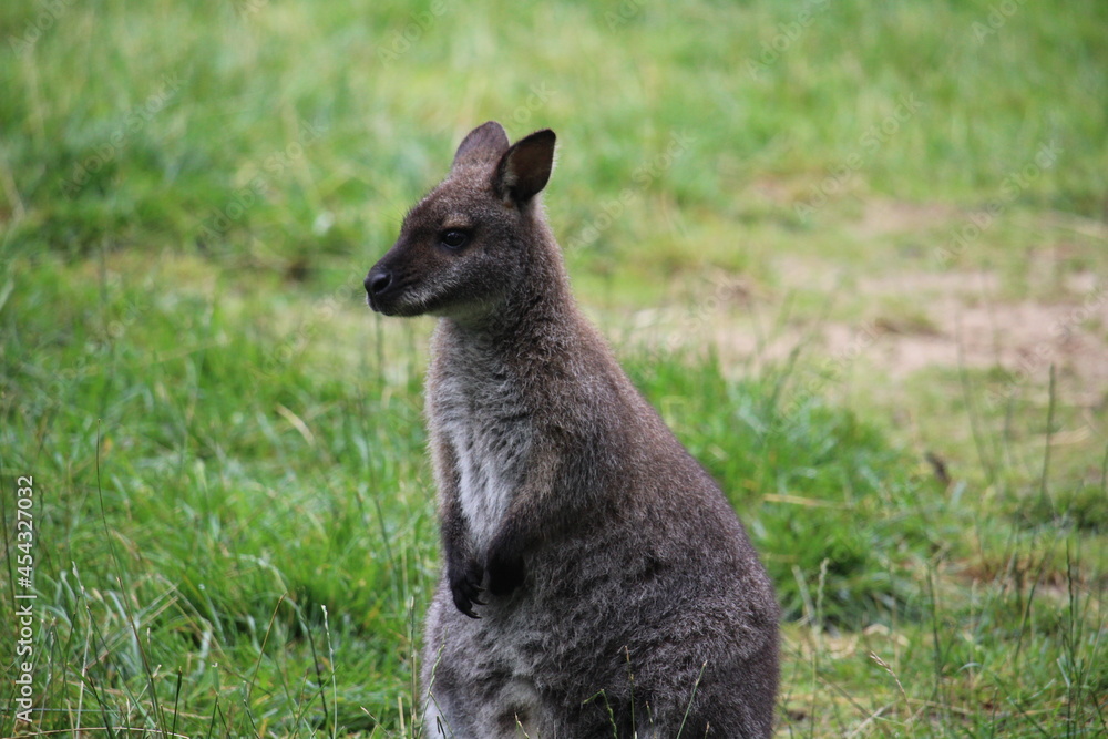 Naklejka premium kangaroo in the grass