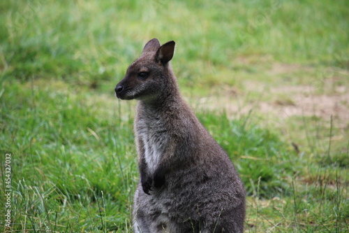 kangaroo in the grass