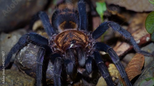 Costa Rican Suntiger Tarantula - Davus ruficeps is a species of spiders in the family Theraphosidae (tarantulas), formerly included in Cyclosternum, Black and blue big spider from Costa Rica photo