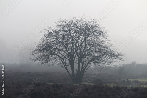tree in fog