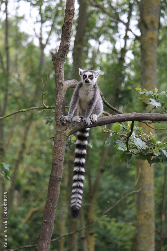 Fototapeta premium lemur on tree