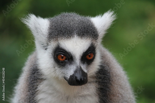 ring lemur © Jurgen