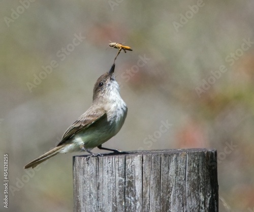 Eastern phoebe - Sayornis phoebe - with a brown winter grasshopper (Amblytropidia mysteca), catching insect by the tip of the leg photo