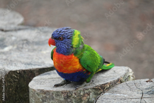 rainbow lorikeet on a branch