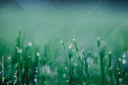 Obraz na płótnie green grass with drop w salonie