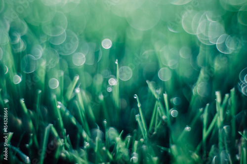 green grass with drop