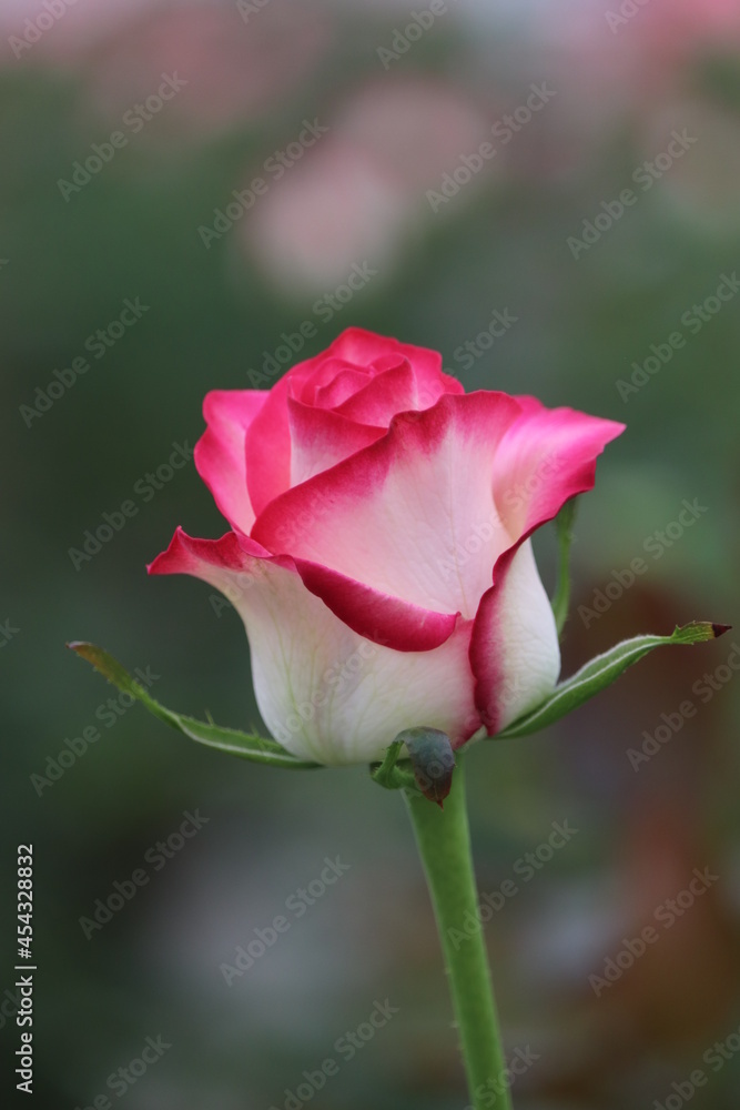 red rose bud red rose bud